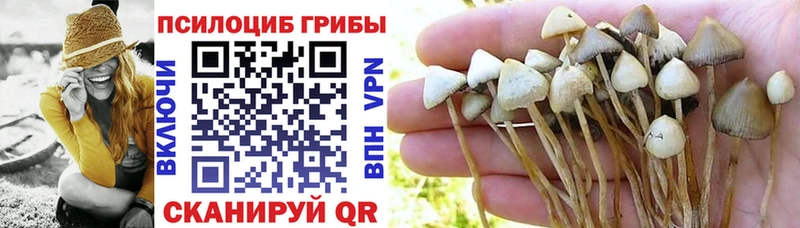 Галлюциногенные грибы Psilocybine cubensis  Кимры 