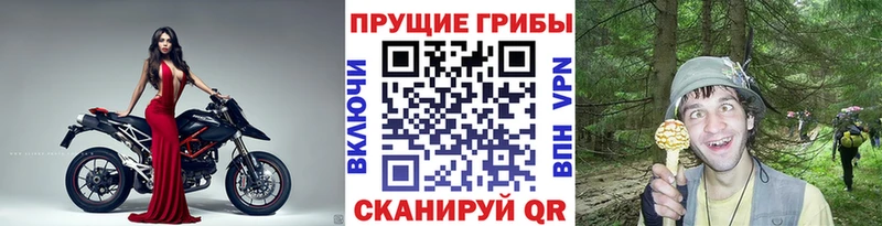 Галлюциногенные грибы Cubensis Кимры